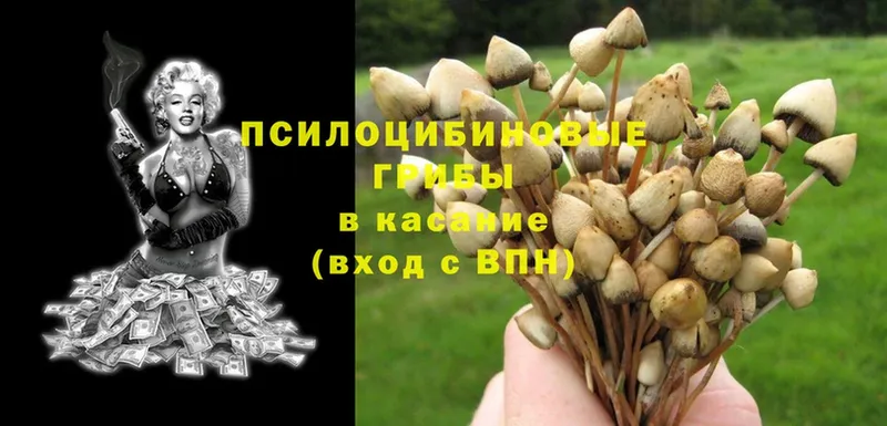 кракен   Таганрог  Галлюциногенные грибы GOLDEN TEACHER 